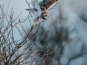 Short eared owl taking off