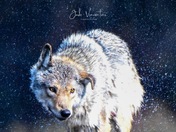 Algonquin Wolf 