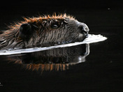 Beaver at dusk