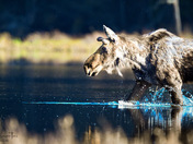 Morning Crossing 