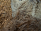 Coyote
