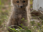 Red fox kit 