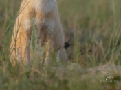 Swift fox kit