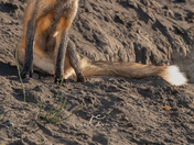 Cross fox