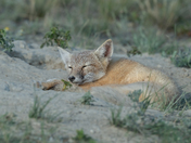 Swift fox
