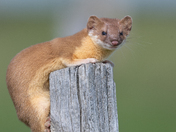 Weasel