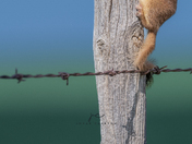 Weasel