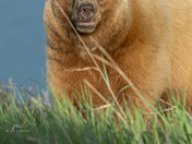 Cinnamon bear