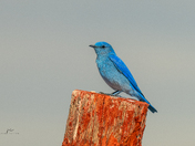 Blue bird 