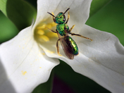 Spring Pollination