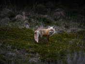 Watcher