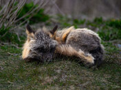 Resting