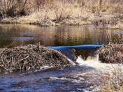 Water Finding its Way #1