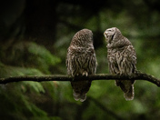 Conversations Between Couples