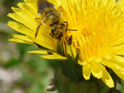 Synchronization of bees and honey-producing dandelions