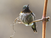 Ruby throated hummingbird