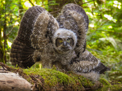 Baby great horned owl