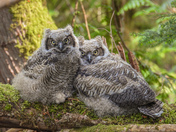 Baby great horned owls
