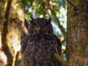 Mama great horned owl
