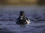 Approaching Ring-necked Duck