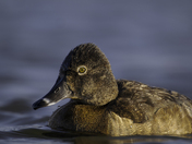 Hen Ring-necked Duck Portrait 