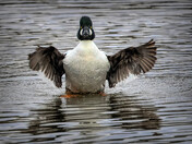 Goldeneye