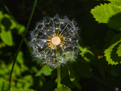 Gone To Seed