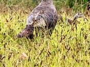 Wild Turkey