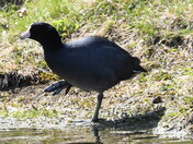A Coots big feet