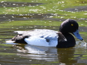 Drooling Scaup