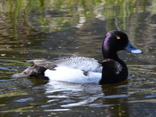Lesser Scaup drake