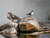 Lakeside watchers