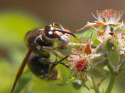 White-Orange Wasp