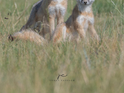 Swift fox 