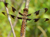a dragonfly at rest, waiting...