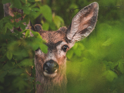 A Gaze From The Thicket