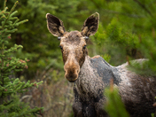 Young Moose