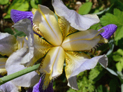 The incredible colors of the IRIS