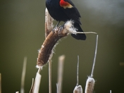 Red winged black bird