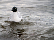 Bonaparte's Gull