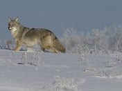 Coyote in the snow