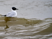 Bonaparte's Gull