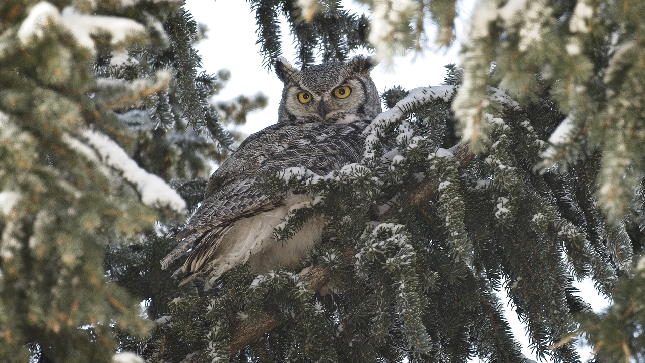 Great Horned Owl - 1