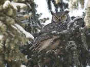 Great Horned Owl - 1
