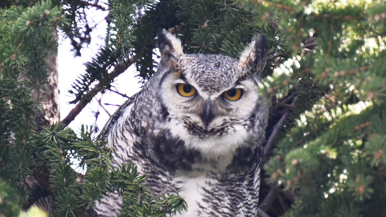 Great Horned Owl - 2