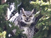 Great Horned Owl - 2