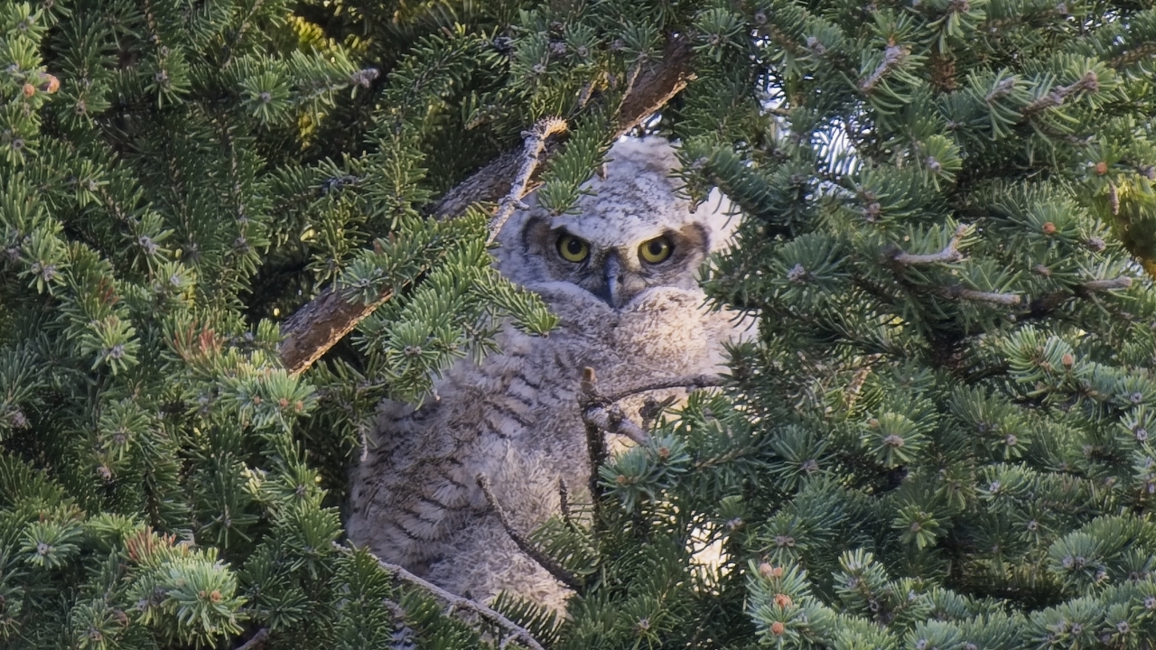 Great Horned Owlet - 1