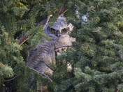 Great Horned Owlet - 1