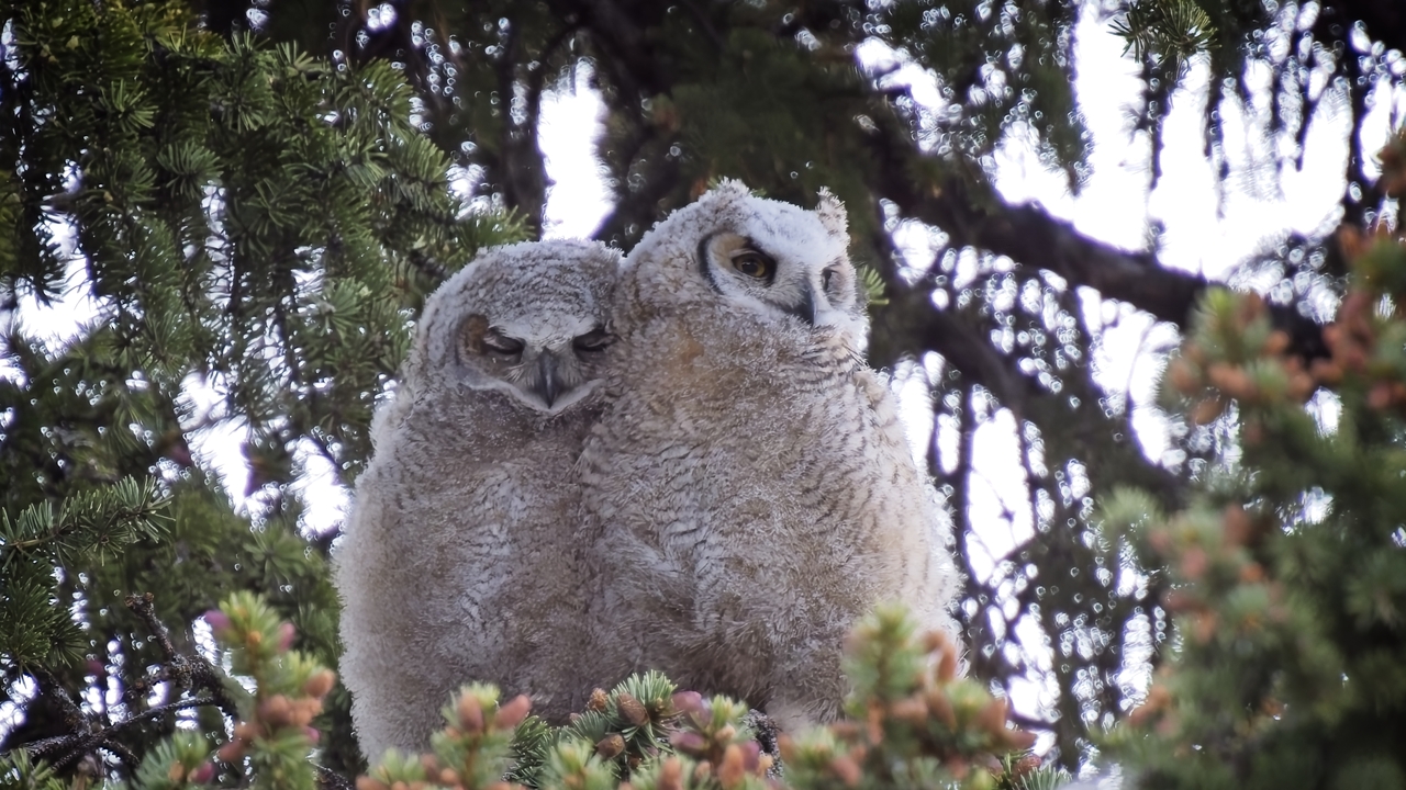 Great Horned Owlets - 1