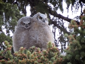 Great Horned Owlets - 1